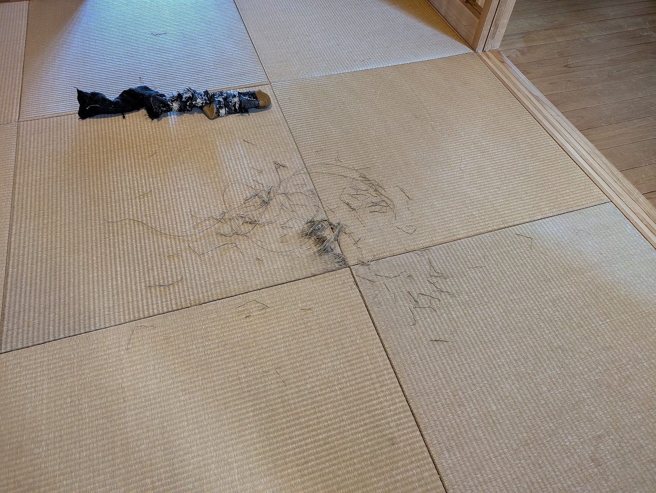 琉球畳　ボロボロにされる　雑種　保護犬　破壊王　知多市　カワイ建築工房