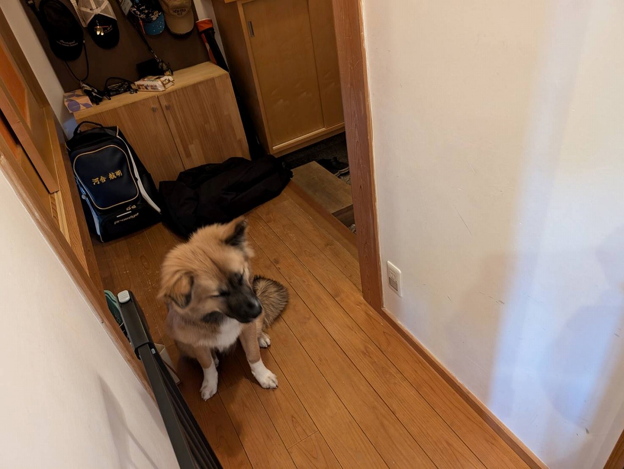 雑種　保護犬　ストレスたまり　障子　ビリビリ　反省中　知多市　カワイ建築工房