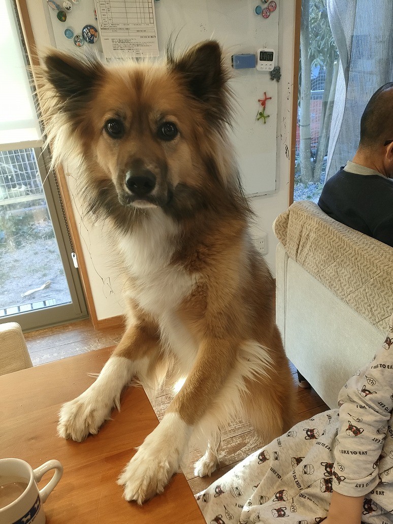 雑種　保護犬　カワイ建築工房