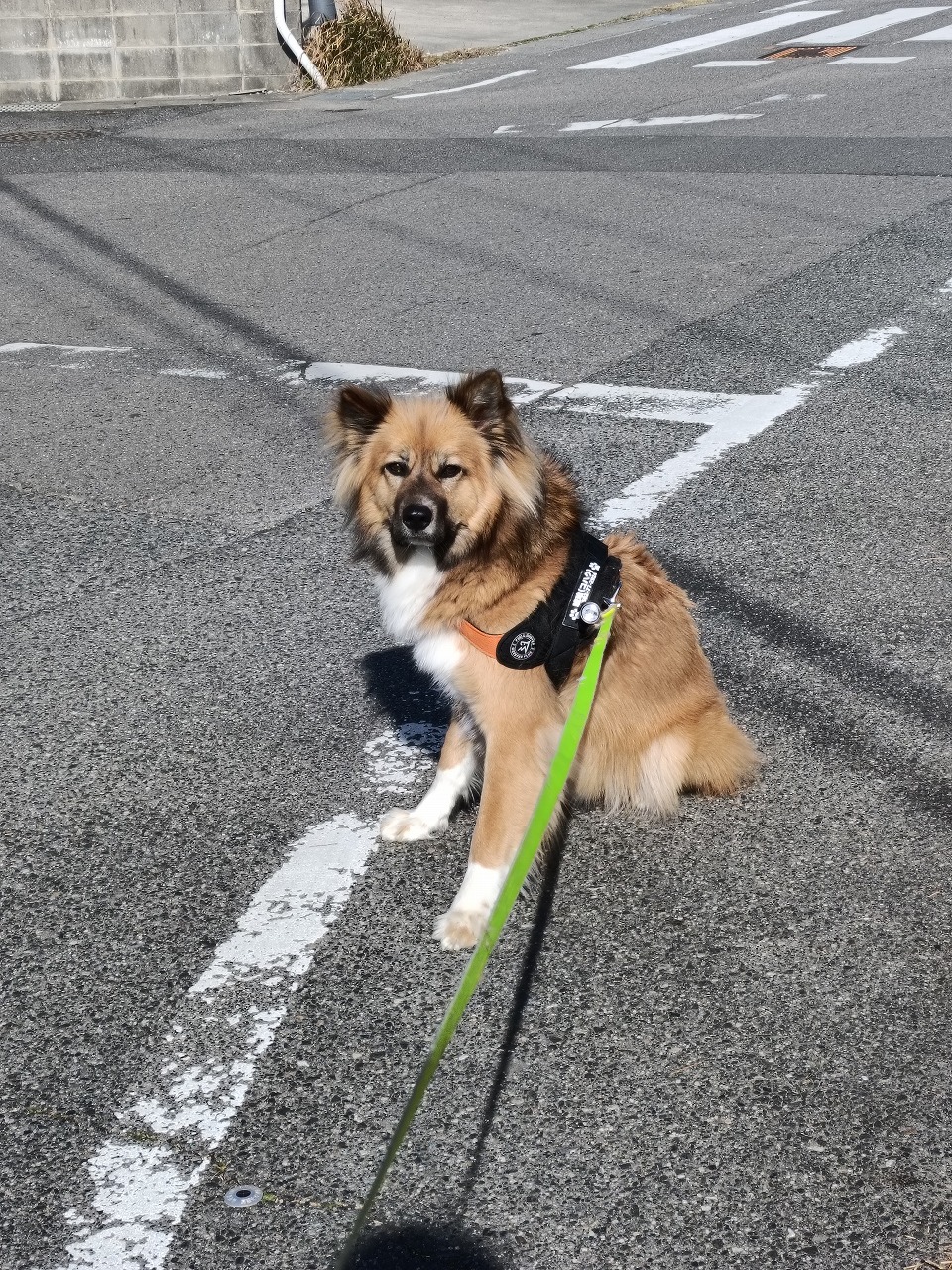 雑種　保護犬　拒否　カワイ建築工房