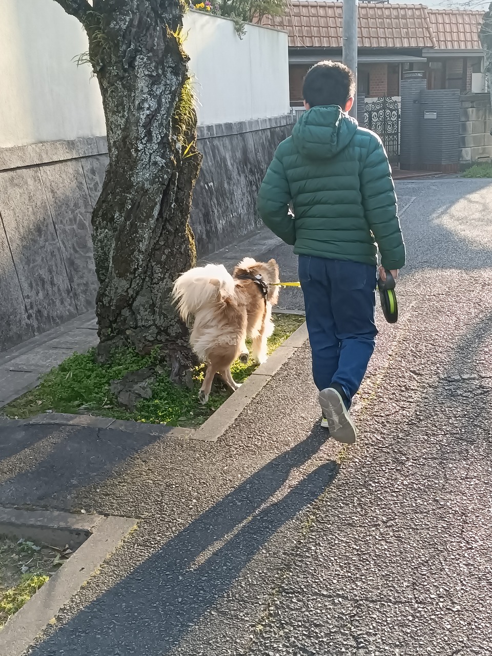 雑種　保護犬　カワイ建築工房