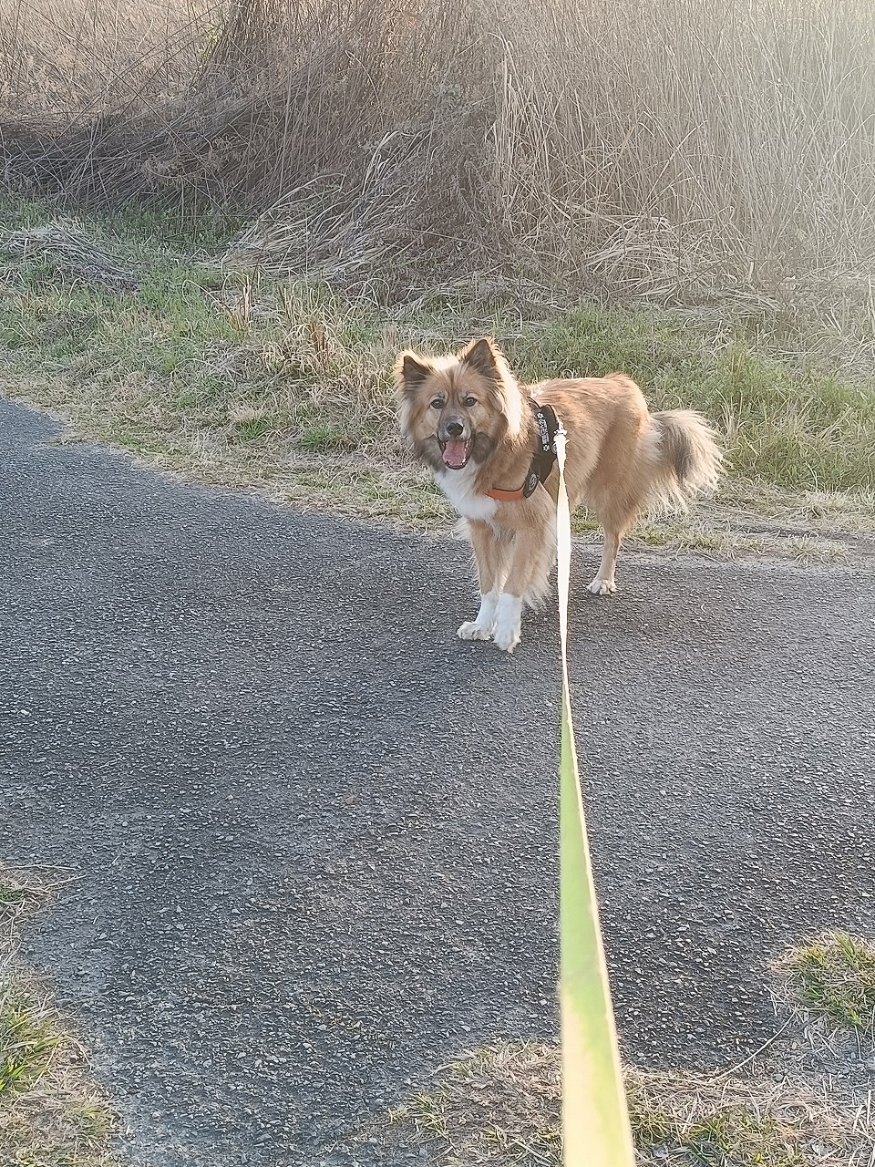 雑種　保護犬　拒否　カワイ建築工房
