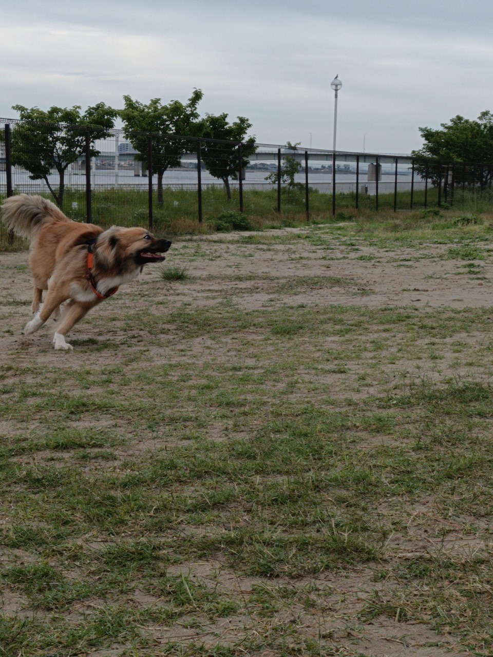 新舞子　ドックラン　保護犬　雑種　知多市　カワイ建築工房