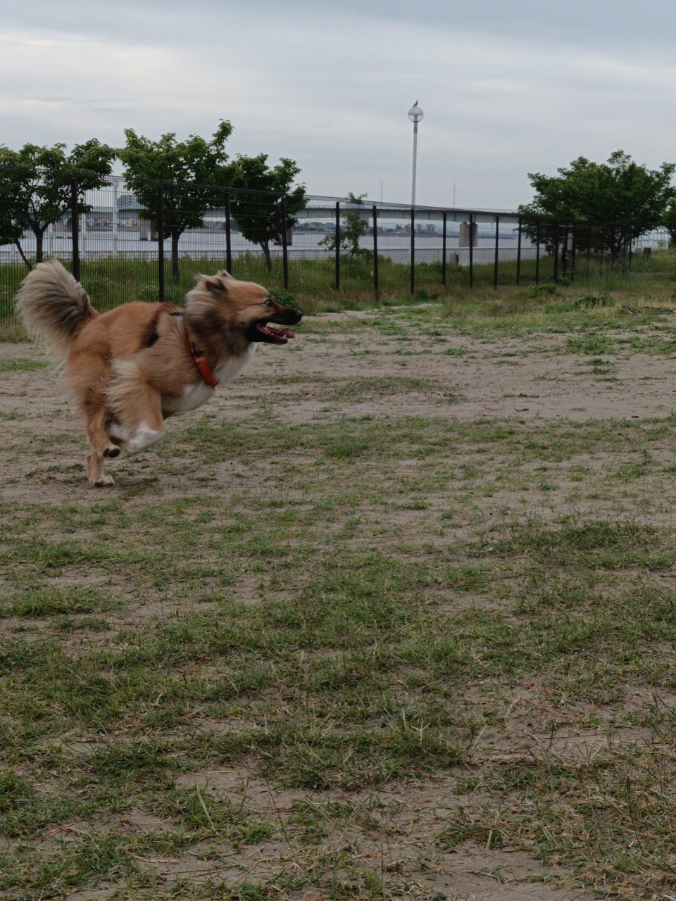 新舞子　ドックラン　保護犬　雑種　知多市　カワイ建築工房