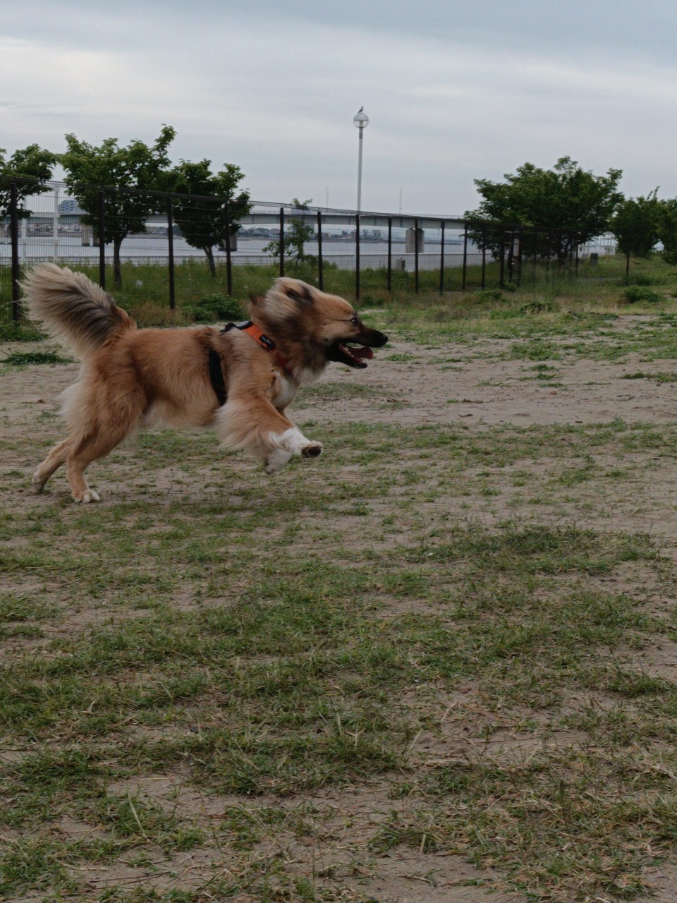 新舞子　ドックラン　保護犬　雑種　知多市　カワイ建築工房
