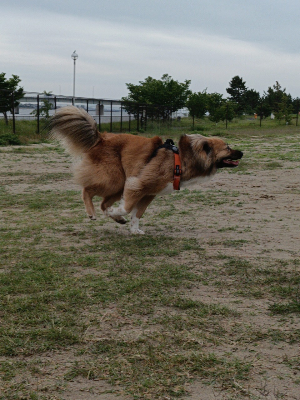 新舞子　ドックラン　保護犬　雑種　知多市　カワイ建築工房