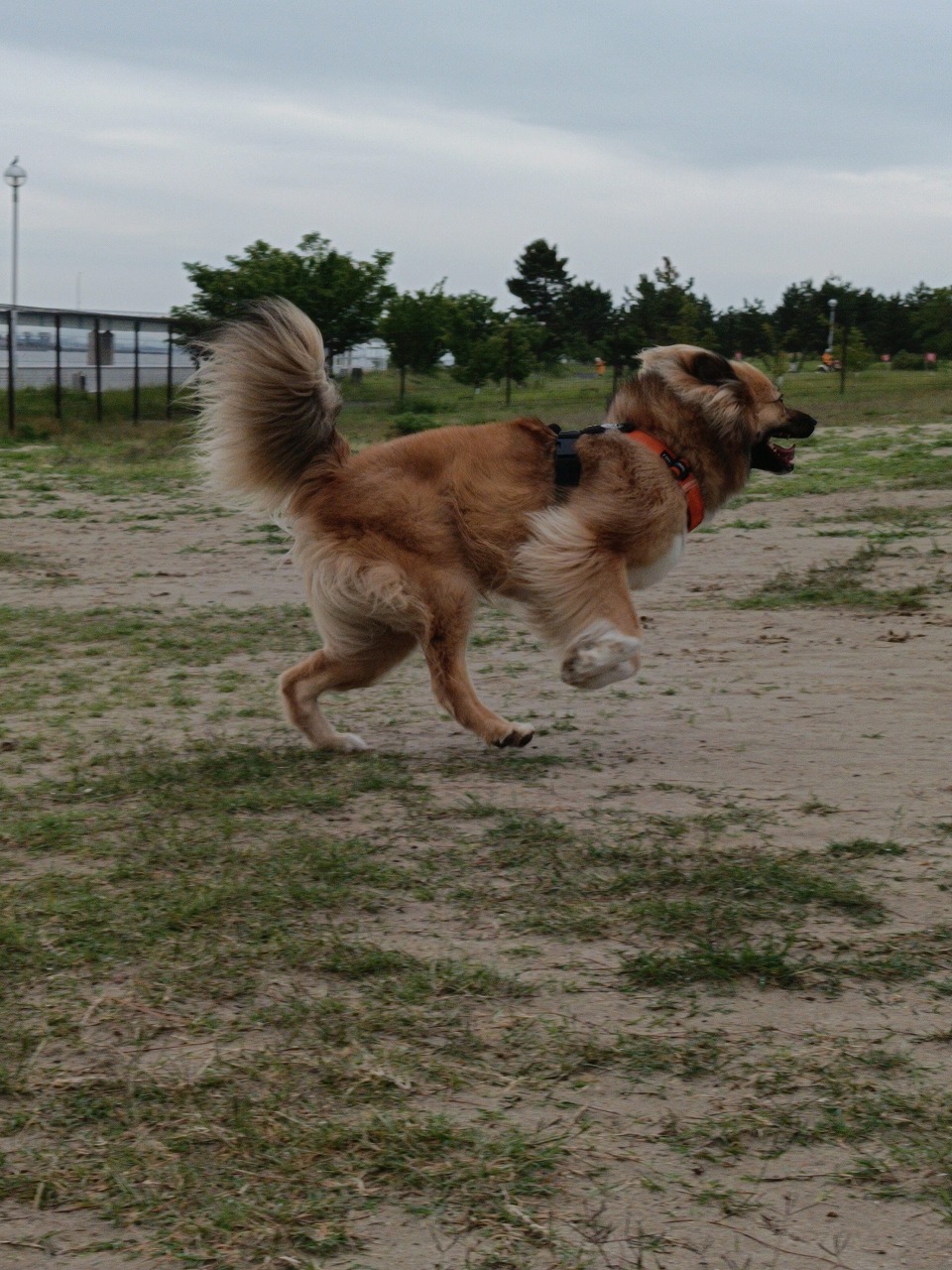 新舞子　ドックラン　保護犬　雑種　知多市　カワイ建築工房