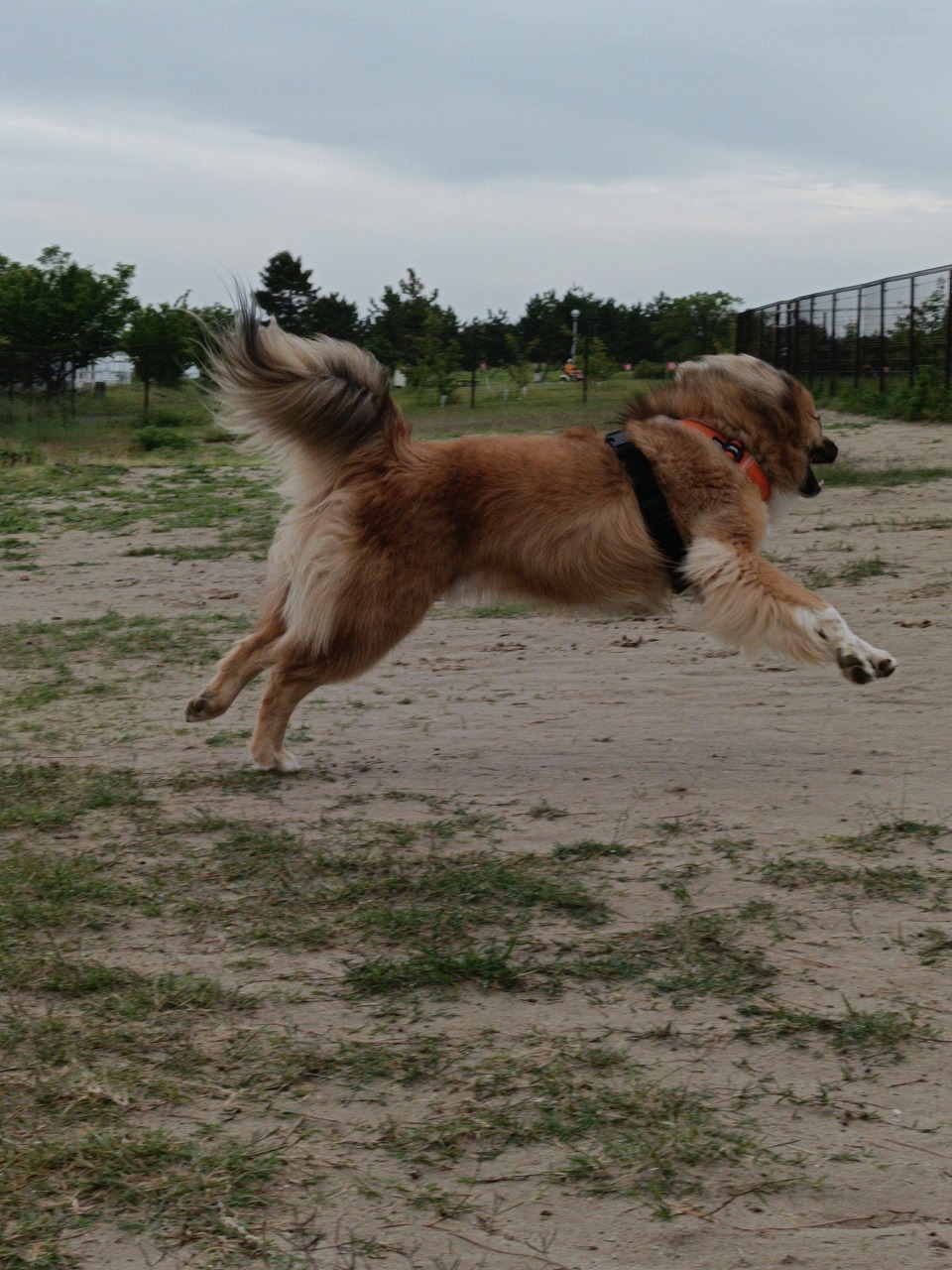 新舞子　ドックラン　保護犬　雑種　知多市　カワイ建築工房