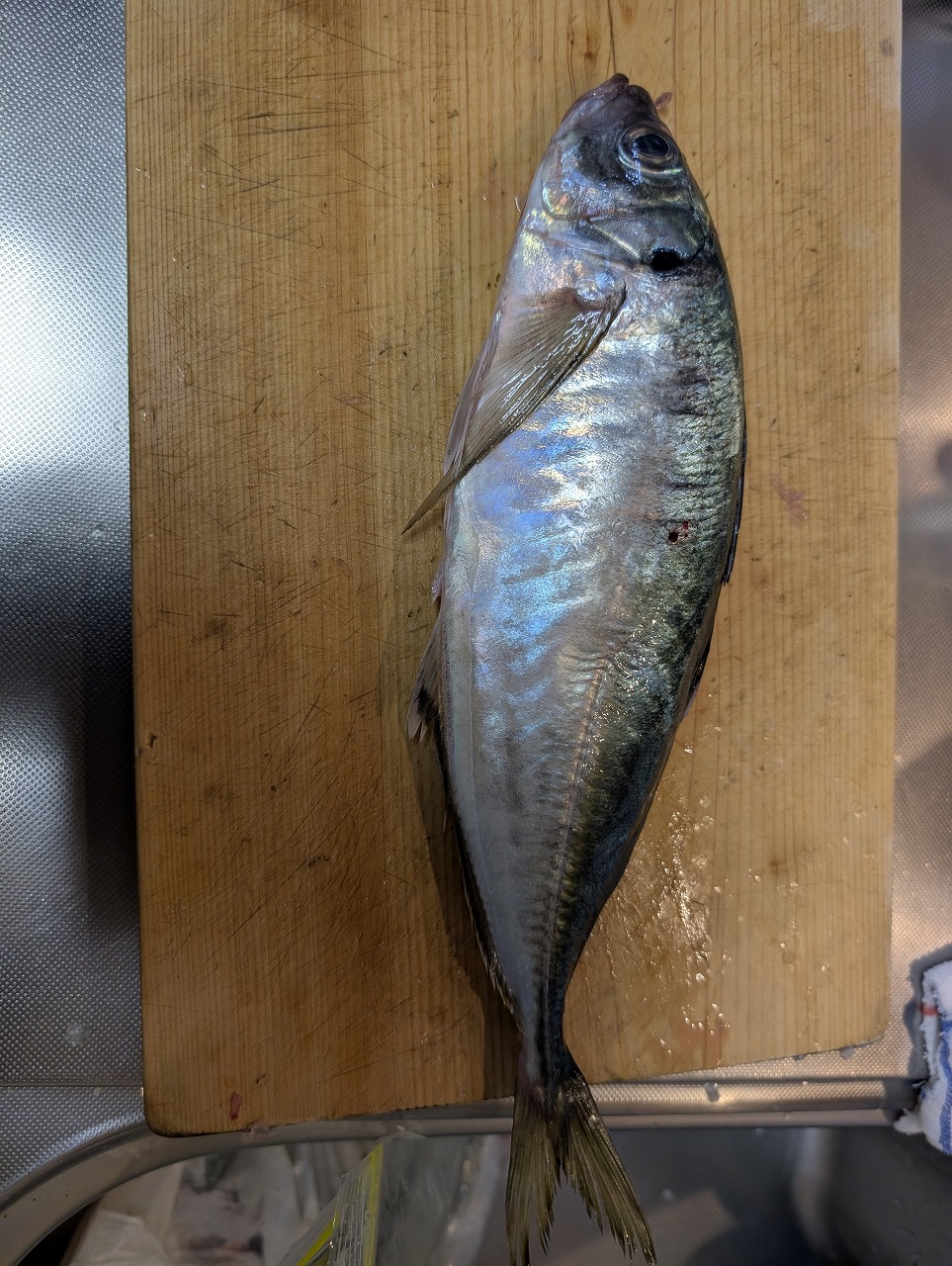 イカ釣り撃沈　アジ釣り　日本海　知多市　カワイ建築工房