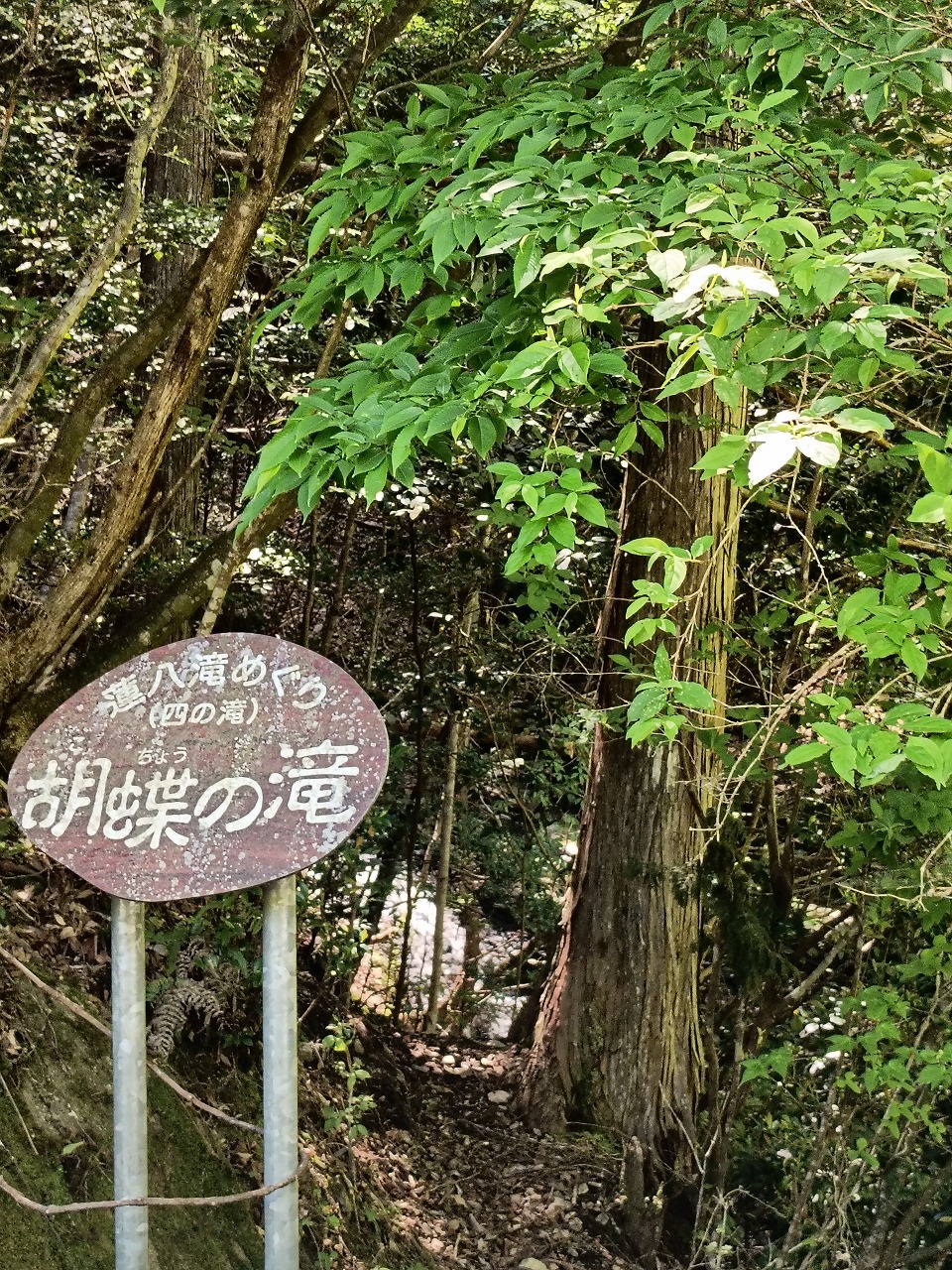 三重県　松阪市　蓮ダム　蓮八滝　胡蝶の滝