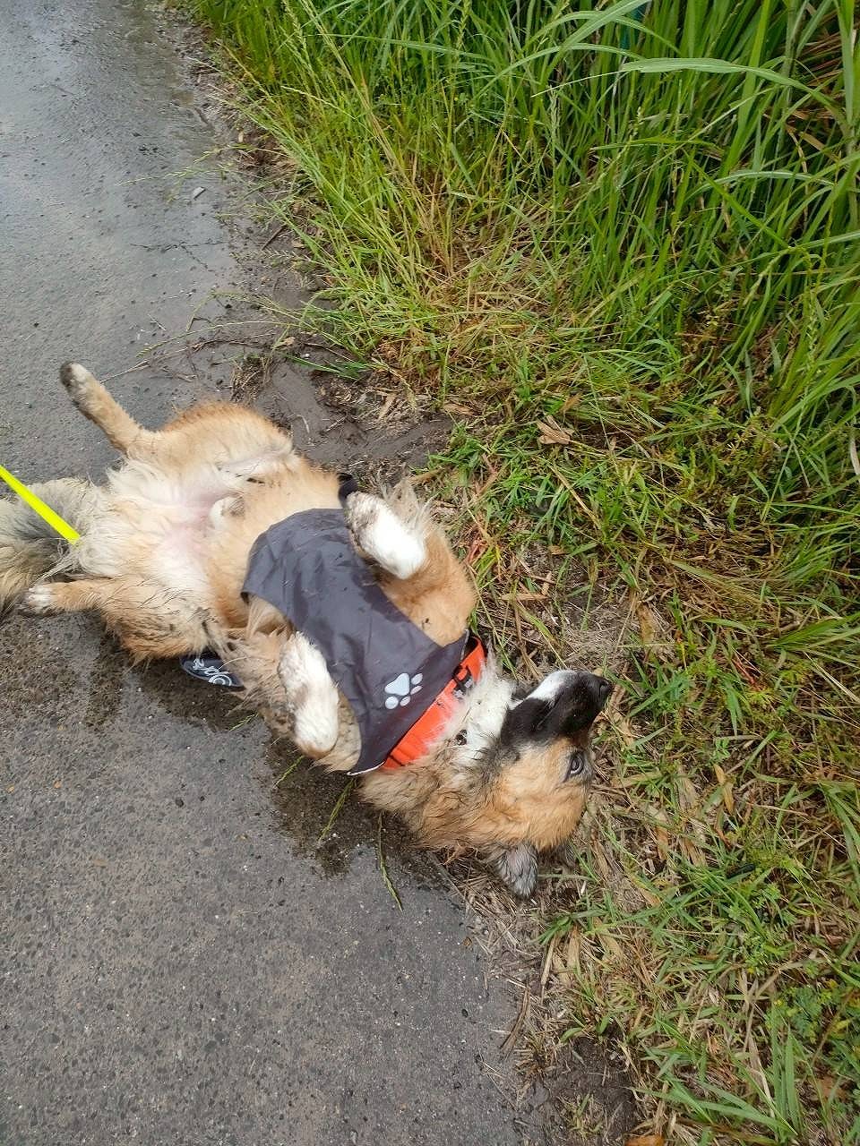 保護犬　散歩　雨の日　カッパ　雑種　知多市　カワイ建築工房