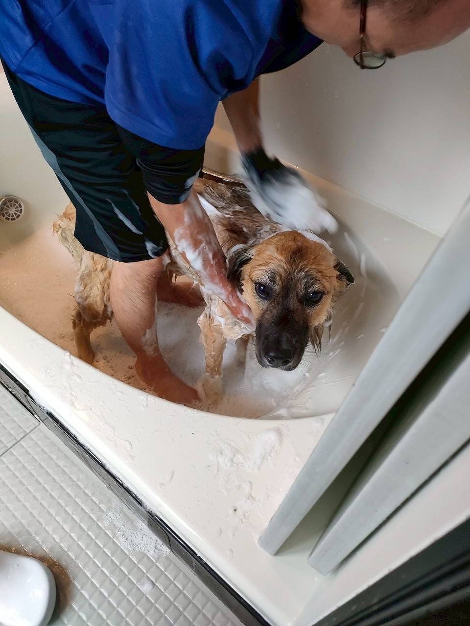 保護犬　雑種　お風呂　シャンプー　こんなはずじゃなかった　知多市　カワイ建築工房