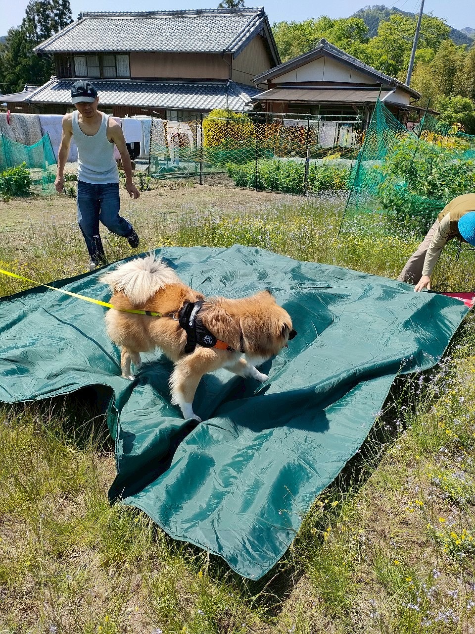 GW　実家帰省　畑でテント張り　キャンプ　三重県　カワイ建築工房