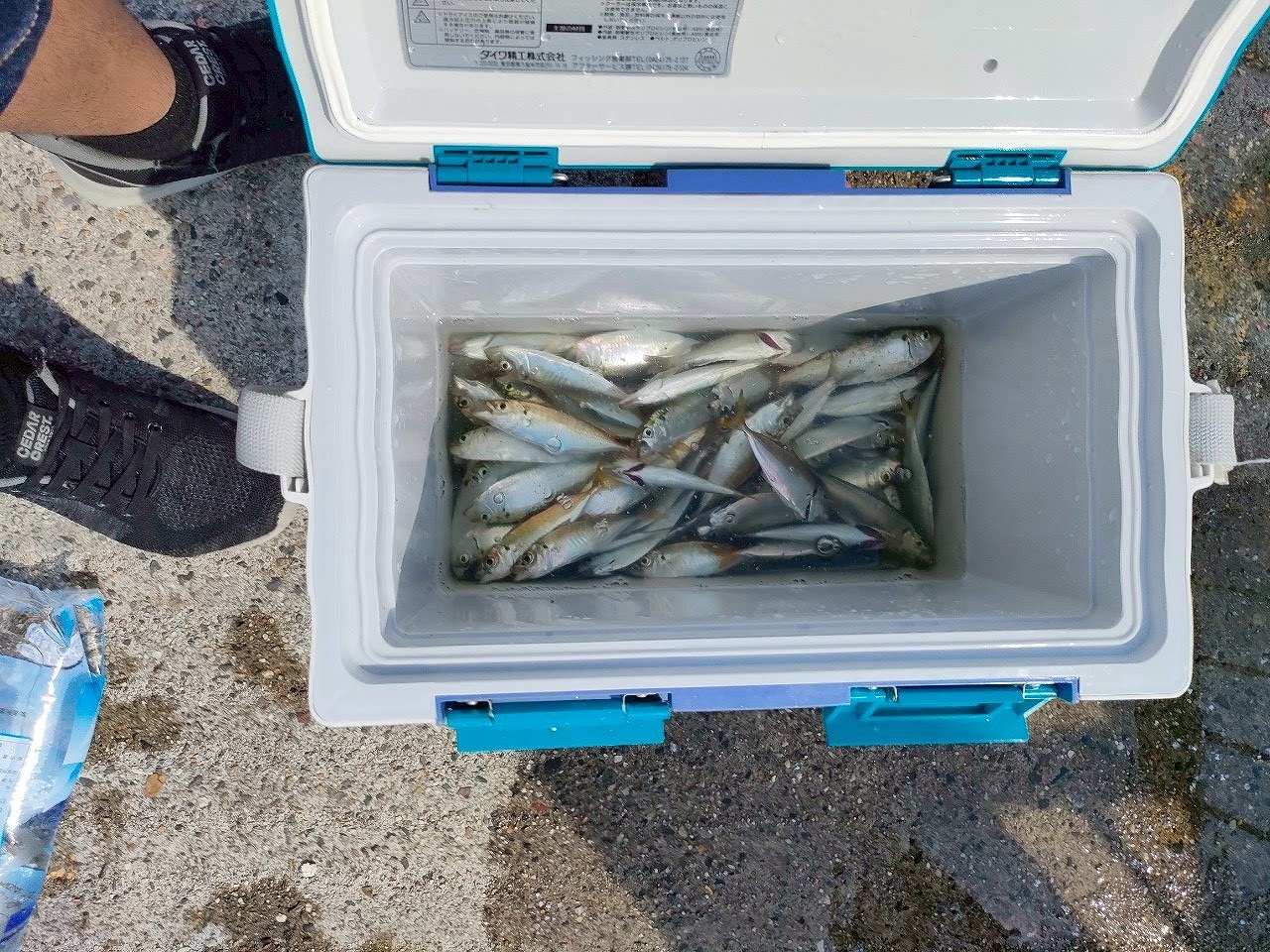 新舞子　夏　釣り　サッパ　アジ　釣果７５匹　知多市　カワイ建築工房