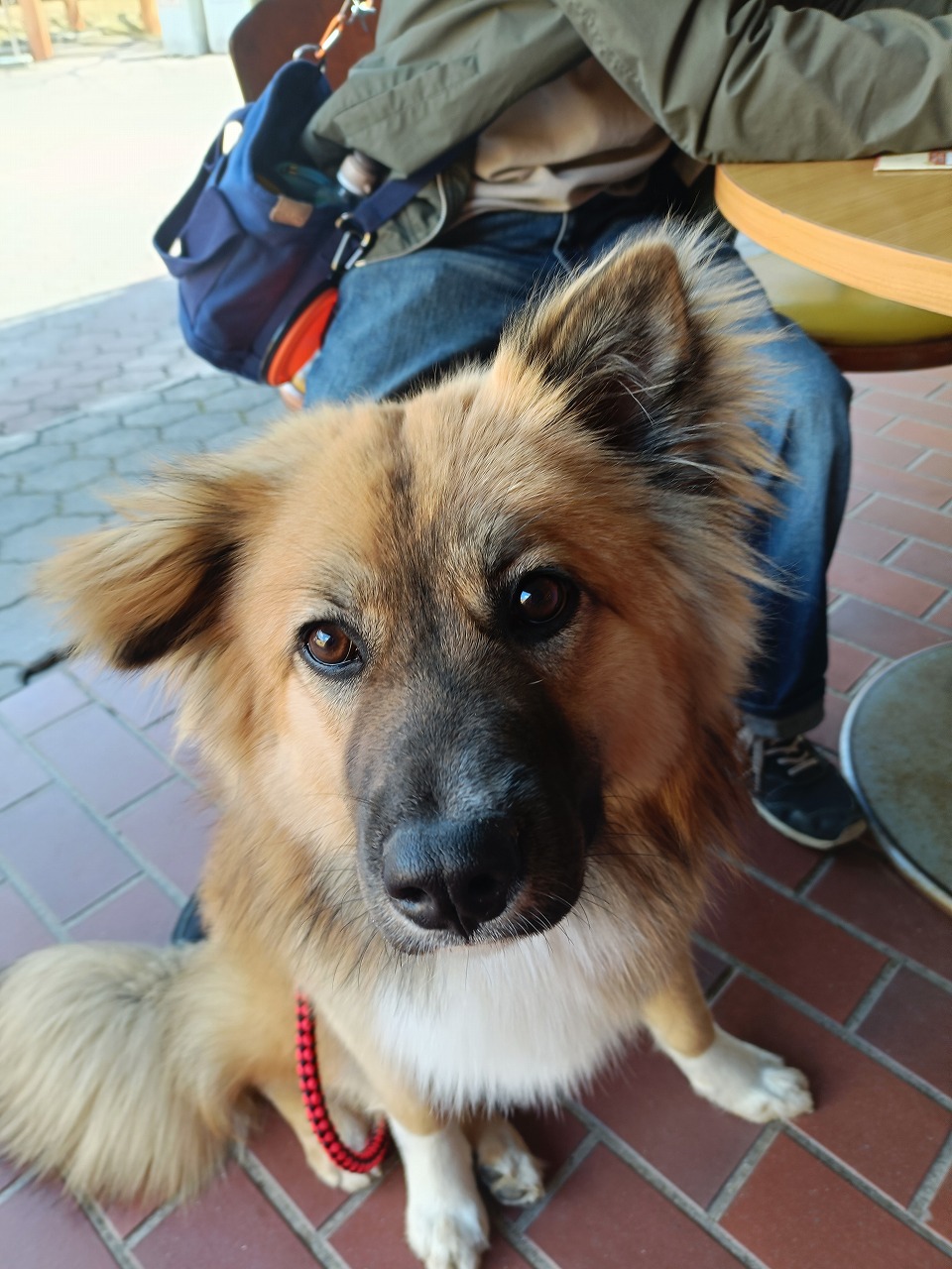春休み　リトルワールド　犬山市　クレープ　謎解き　ペット同伴　カワイ建築工房