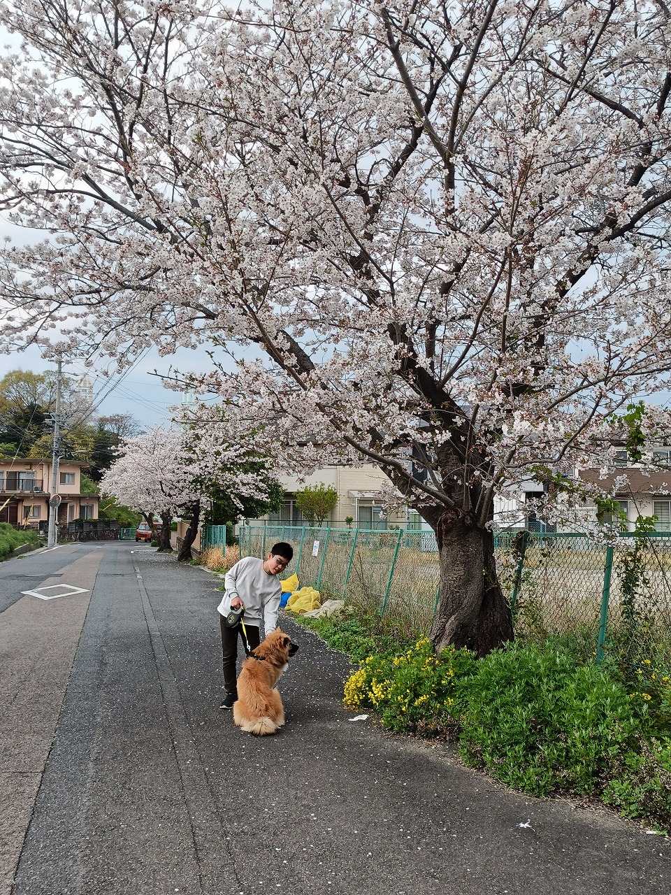 桜の下　長男　琥珀　雑種　保護犬　奇跡の写真　知多市　カワイ建築工房