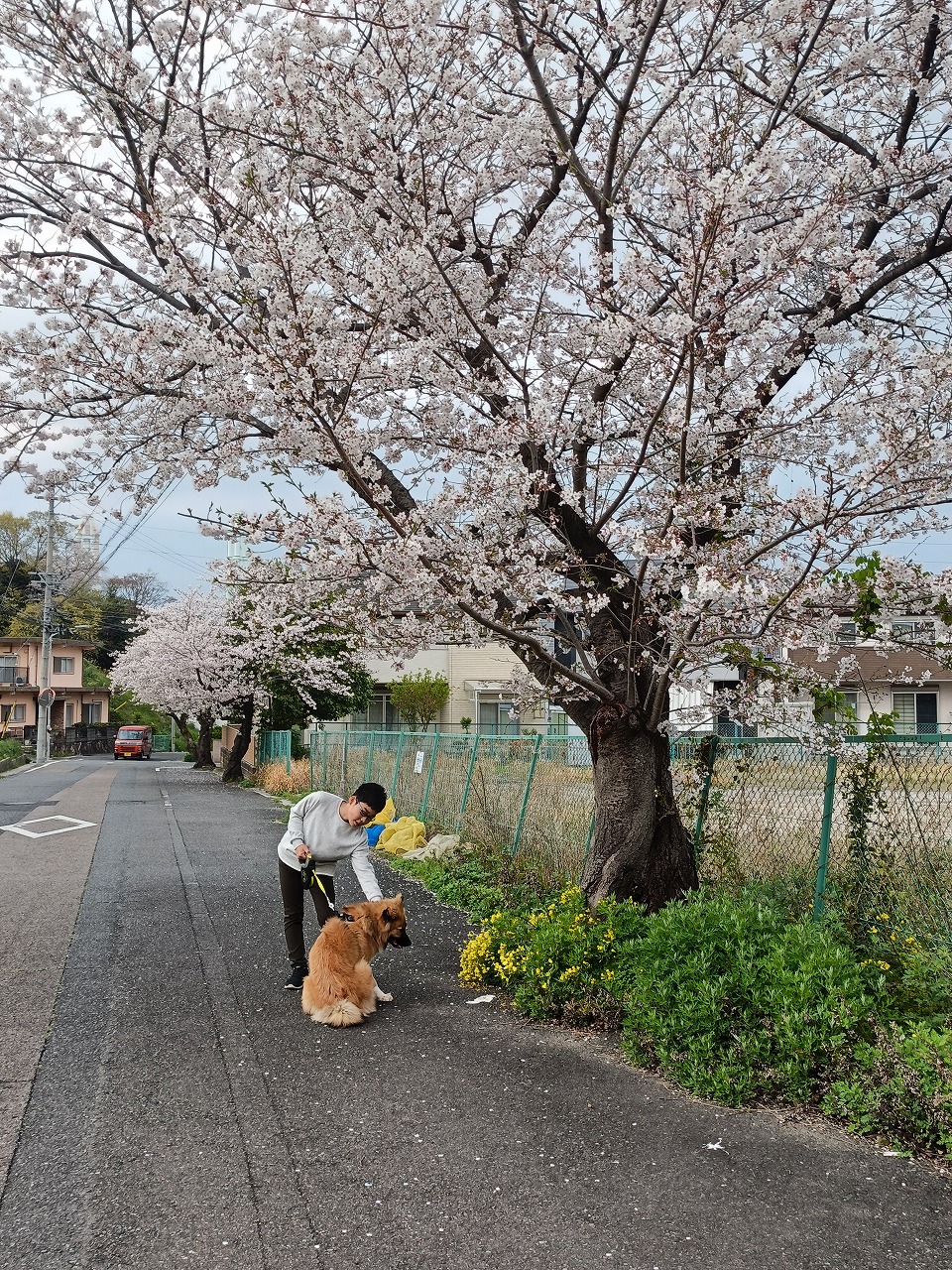 桜の下　長男　琥珀　雑種　保護犬　奇跡の写真　知多市　カワイ建築工房