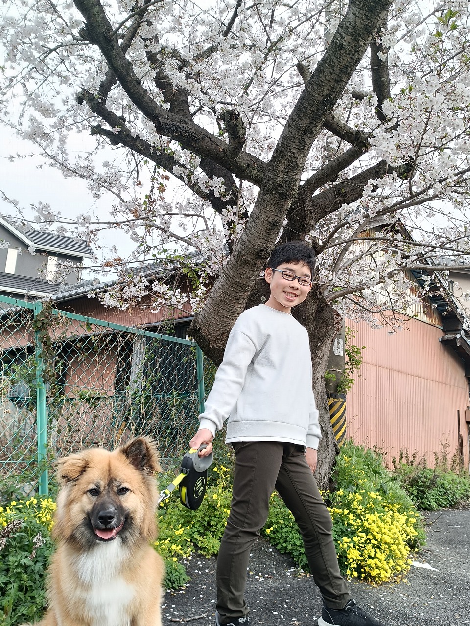 桜の下　長男　琥珀　雑種　保護犬　奇跡の写真　知多市　カワイ建築工房