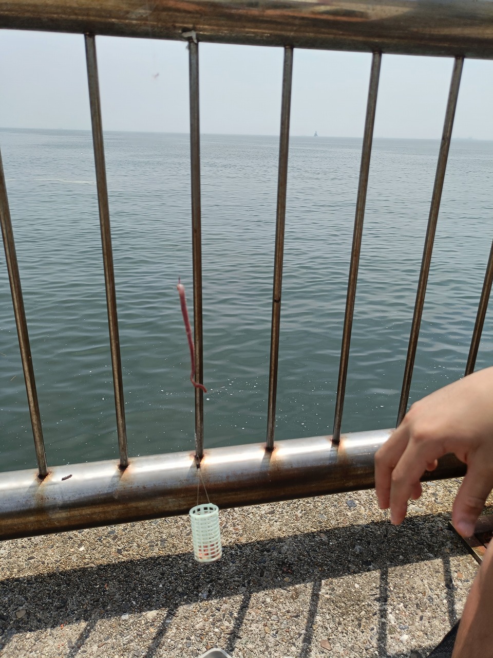新舞子　夏　釣り　イソメ　フグが釣れた　釣果７５匹　知多市　カワイ建築工房