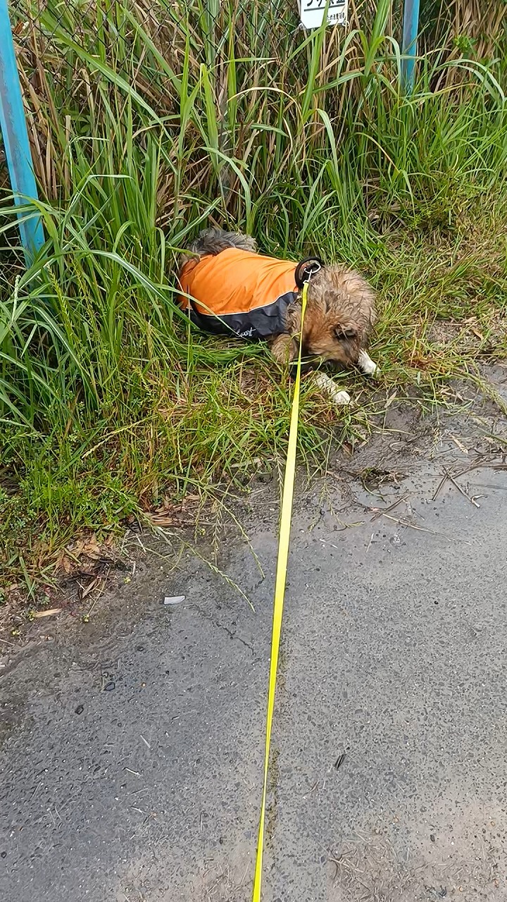 保護犬　散歩　雨の日　カッパ　雑種　亀に興奮　知多市　カワイ建築工房