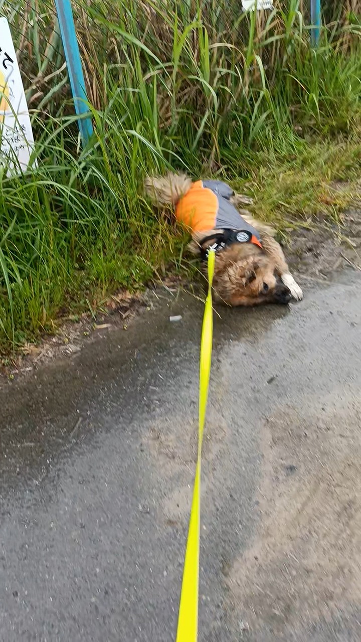 保護犬　散歩　雨の日　カッパ　雑種　亀に興奮　知多市　カワイ建築工房