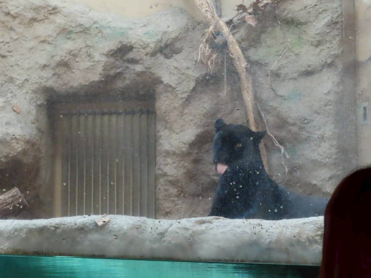 東山動物園　クロヒョウ　カワイ建築工房