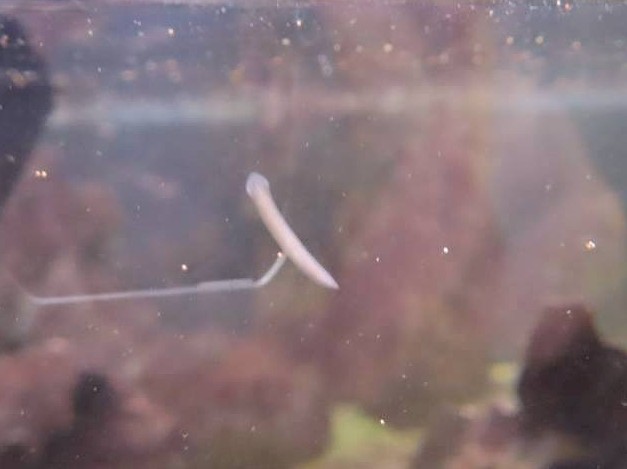 東山動物園　プラナリア発見