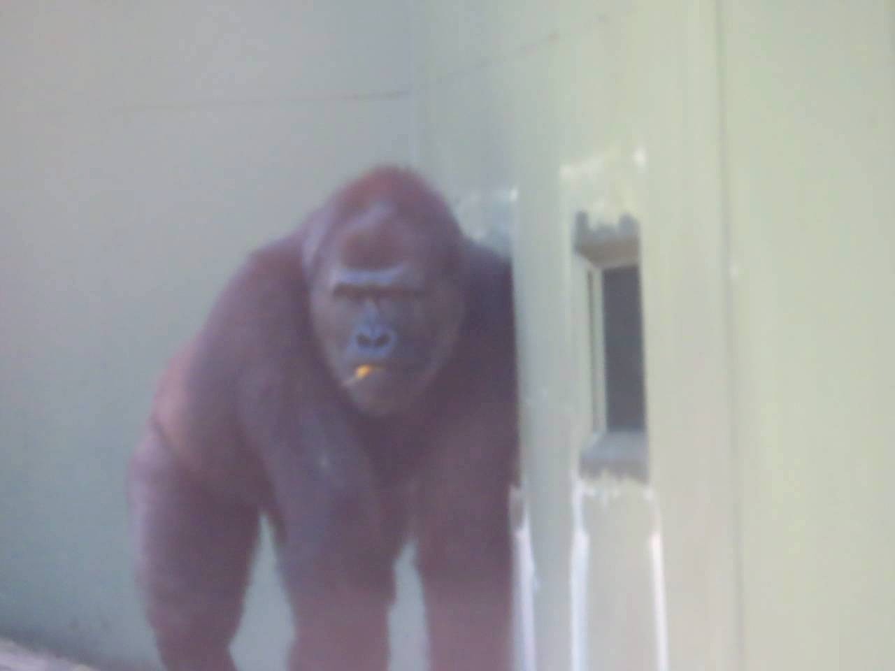 東山動物園　ゴリラ　カワイ建築工房