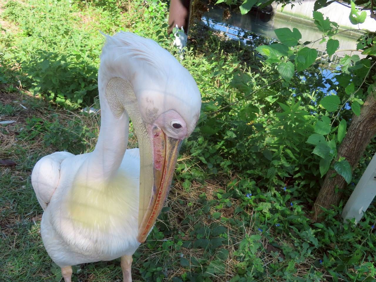 東山動物園　ペリカン　カワイ建築工房