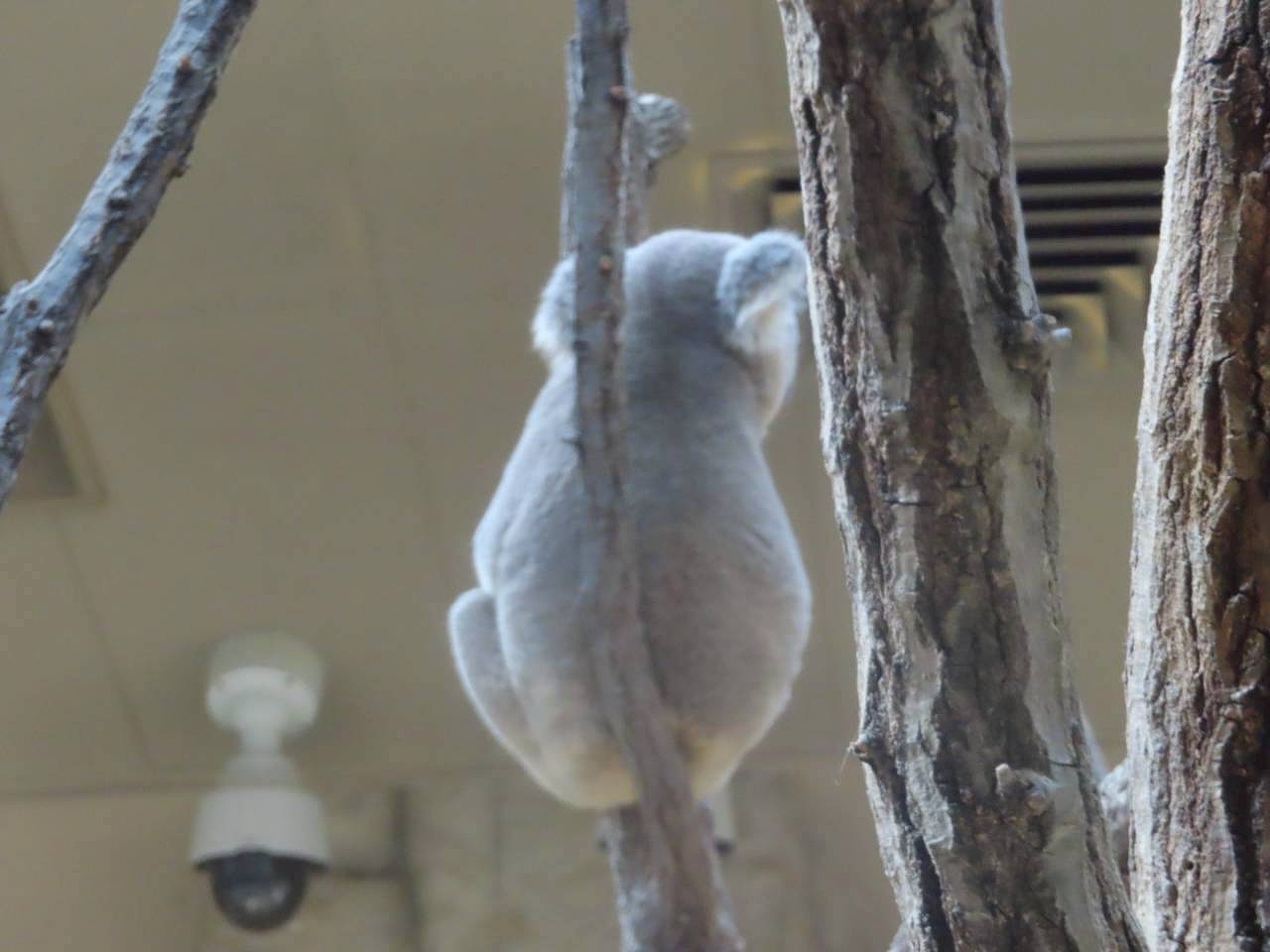東山動物園　コアラ　カワイ建築工房