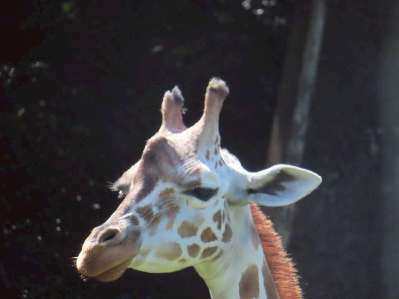 東山動物園　キリン　カワイ建築工房