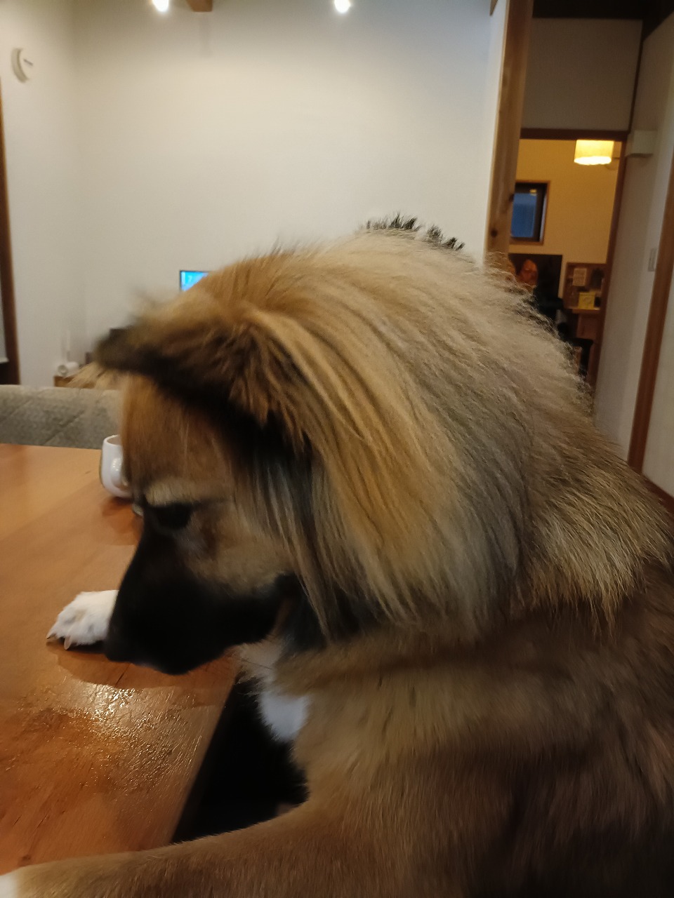 保護犬　雑種　里親　中型犬　知多市　カワイ建築工房