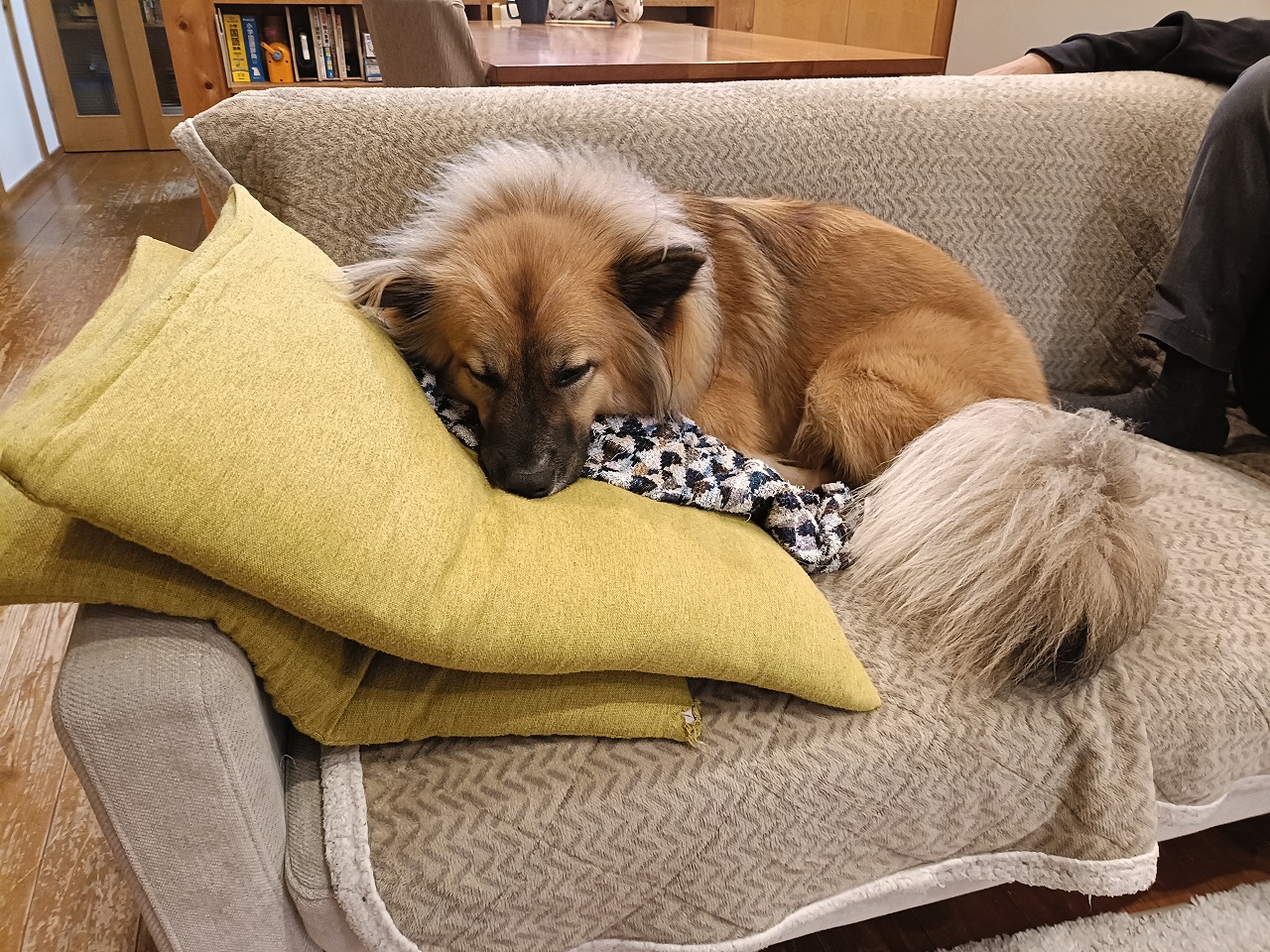 保護犬　雑種　里親　中型犬　知多市　カワイ建築工房