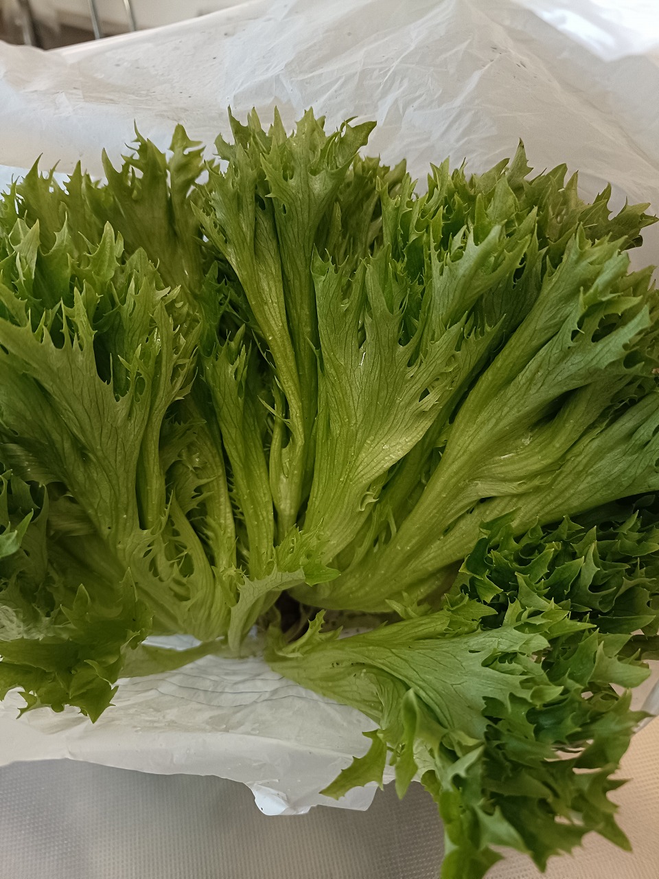 赤見果樹園　直売所　リーフレタス　知多市　カワイ建築工房